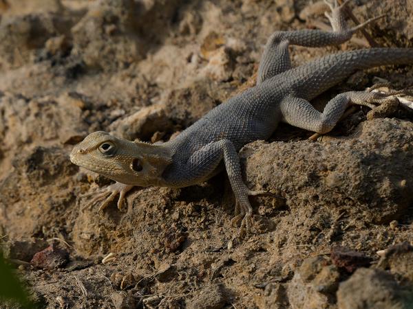 <h3><a href="/trips/gambia/biota/animalia/chordata/squamata/agamidae/agama agama/agama agama-nl.html">Agama&nbsp;agama</a> / Common&nbsp;agama / </h3>OM-1 Mark II met OLYMPUS M.150-400mm F4.5 TC, 1/2000 sec  bij F5.6, ISO 1600, afstand 4.24&nbsp;m